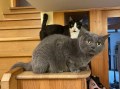 Pasha und Angelo